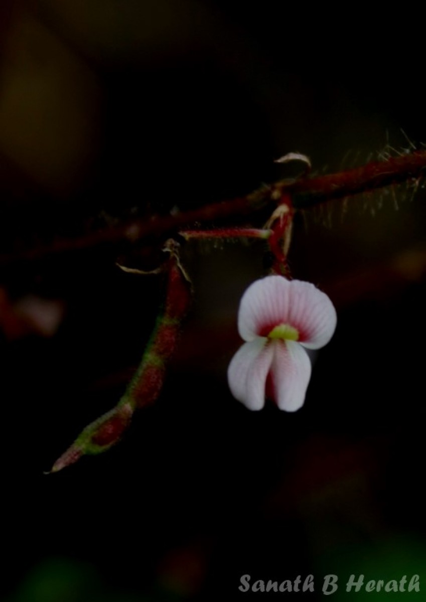 Aeschynomene americana L.